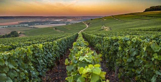 Bibenda Viaggi: Champagne