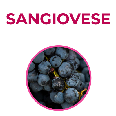 Corso sul Sangiovese Corso sul Sangiovese