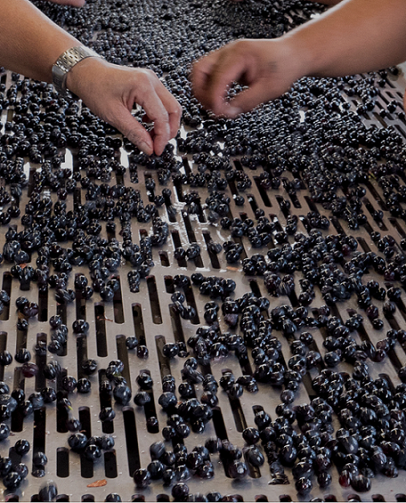 La selezione degli acini