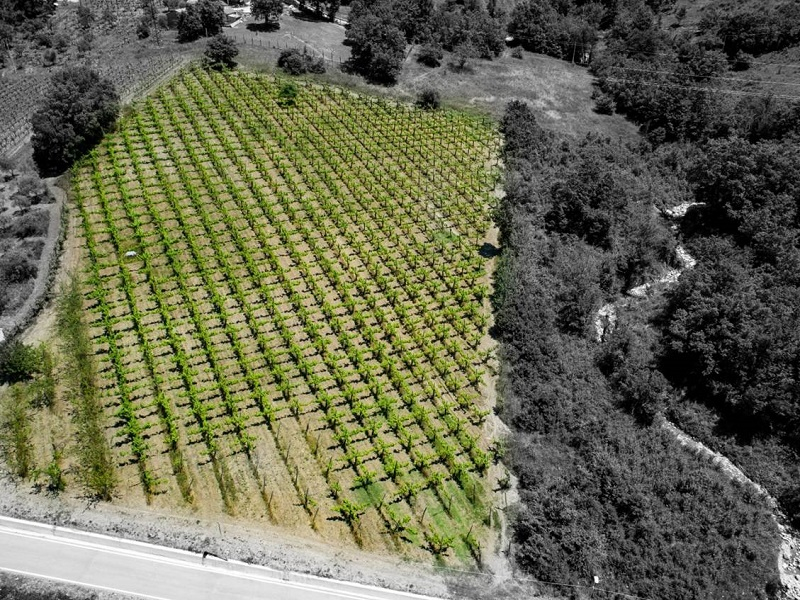 Vigna Taurasi Riserva