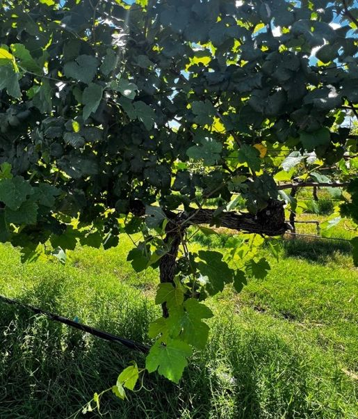 La parete fogliare La parete fogliare