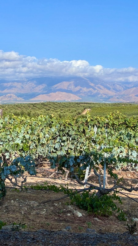I vigneti di Creta I vigneti di Creta