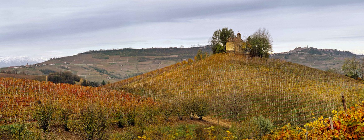 vigne Podere Rocche dei Manzoni vigne Podere Rocche dei Manzoni