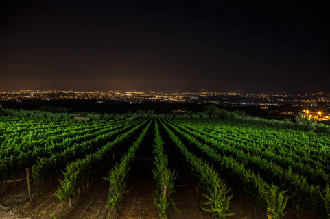 Le vigne Poggio Le Volpi Le vigne Poggio Le Volpi