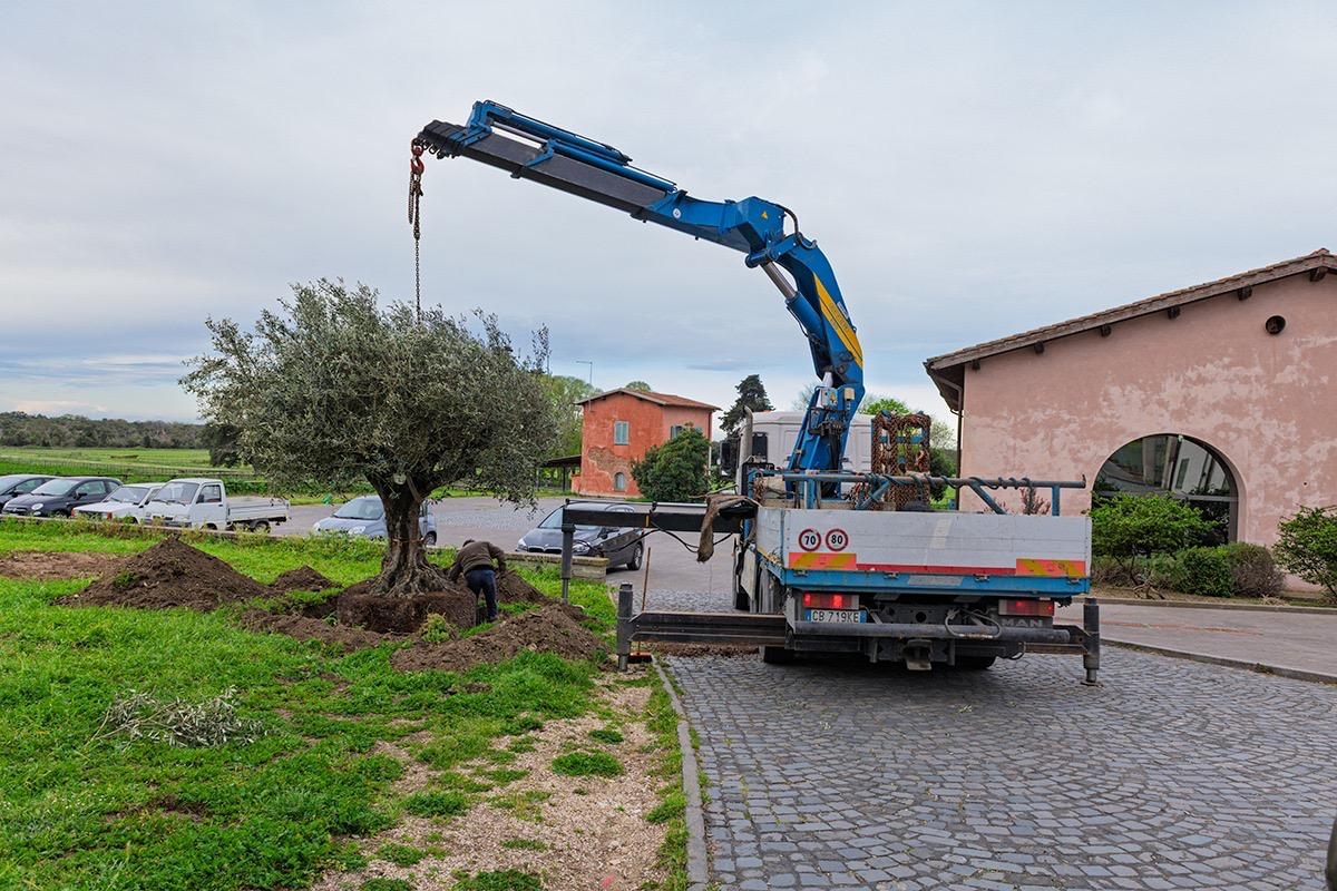 L'Olivo secolare del Presidente L'Olivo secolare del Presidente