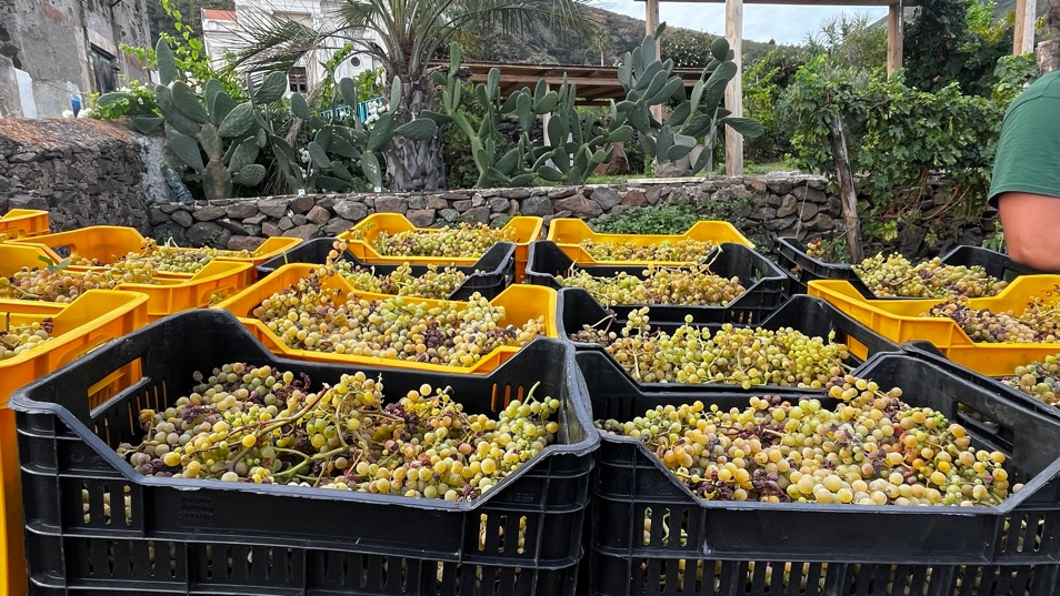 Malvasia Malvasia