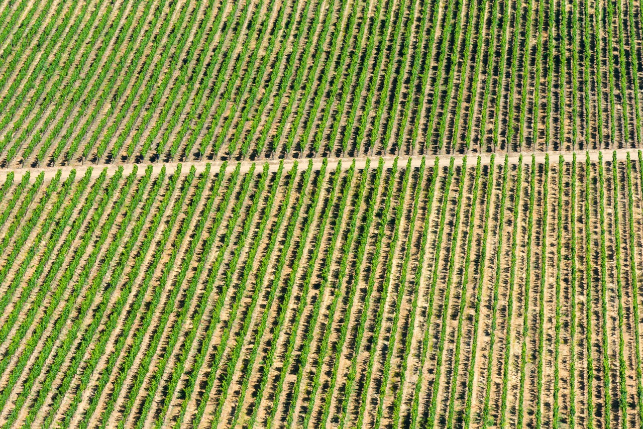 Vigne Malbec ©shutterstock Vigne Malbec ©shutterstock