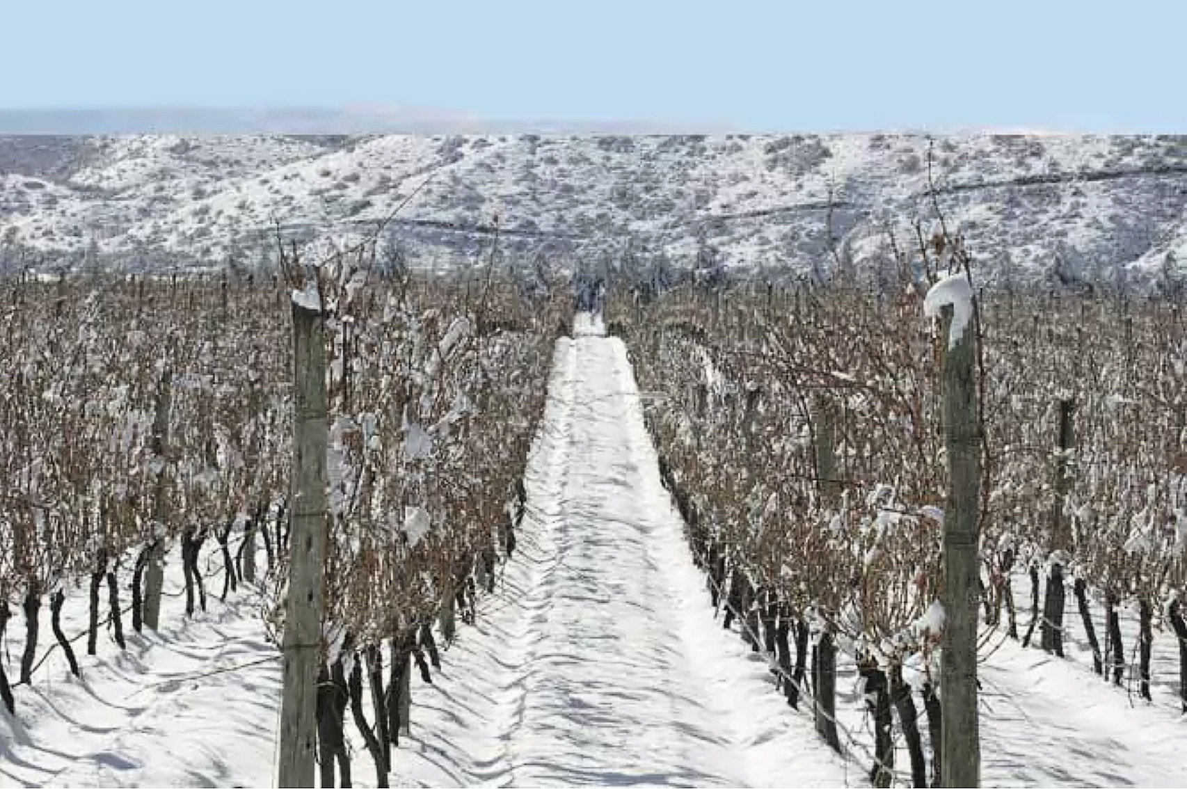 Le vigne Le vigne