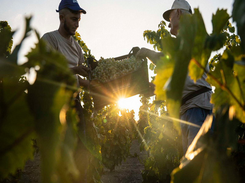 La raccolta delle uve